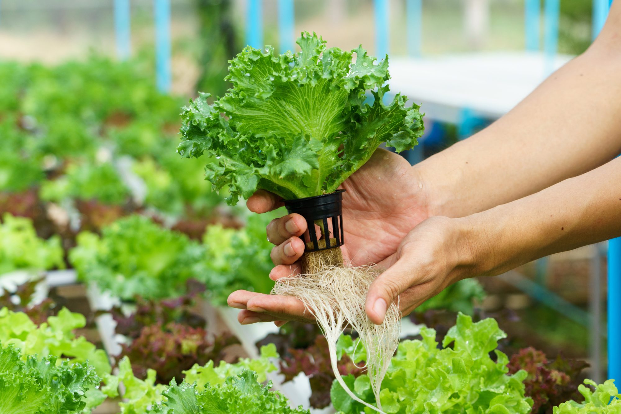 Hydroponics at Hoffer Farm