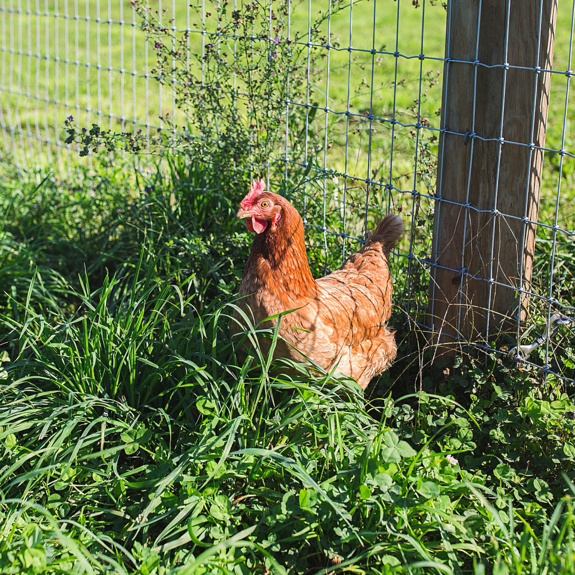 The Working Farm at Hoffer Farm