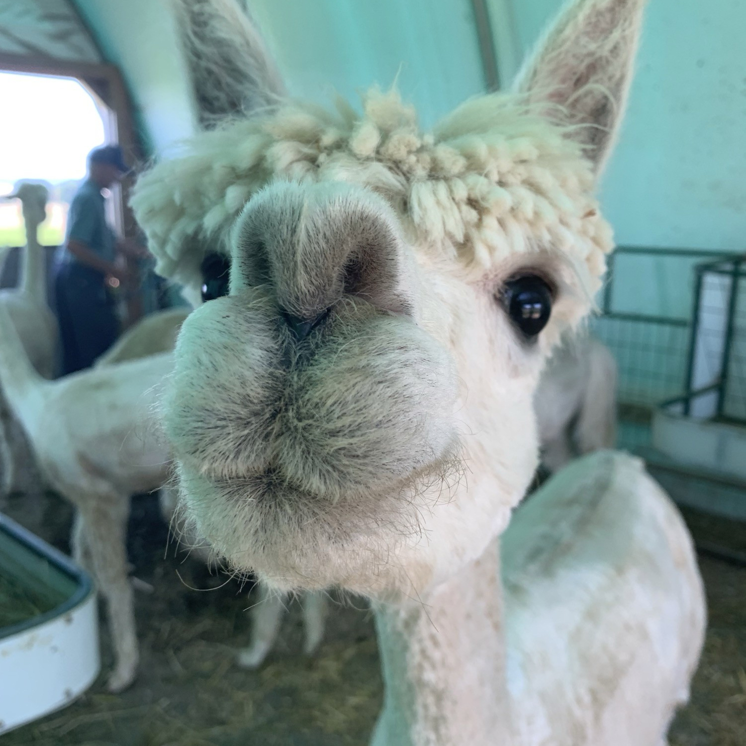 Affectionate Alpacas at Hoffer Farm