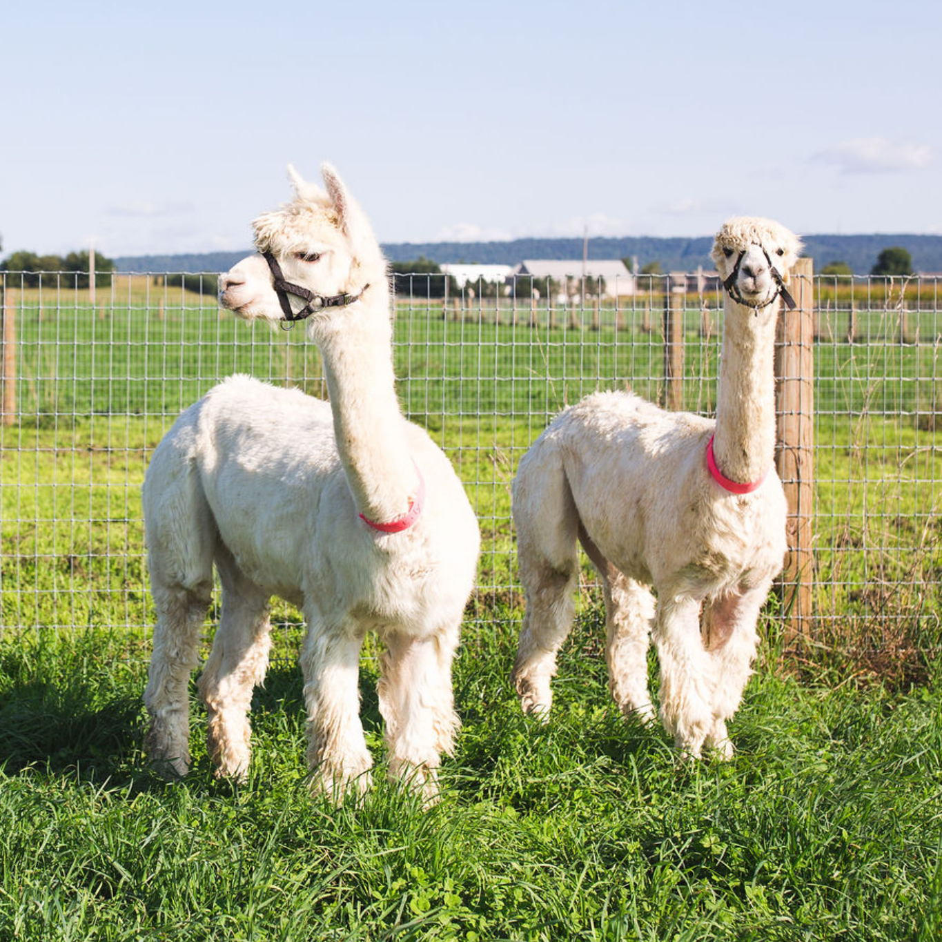 Affectionate Alpacas at Hoffer Farm