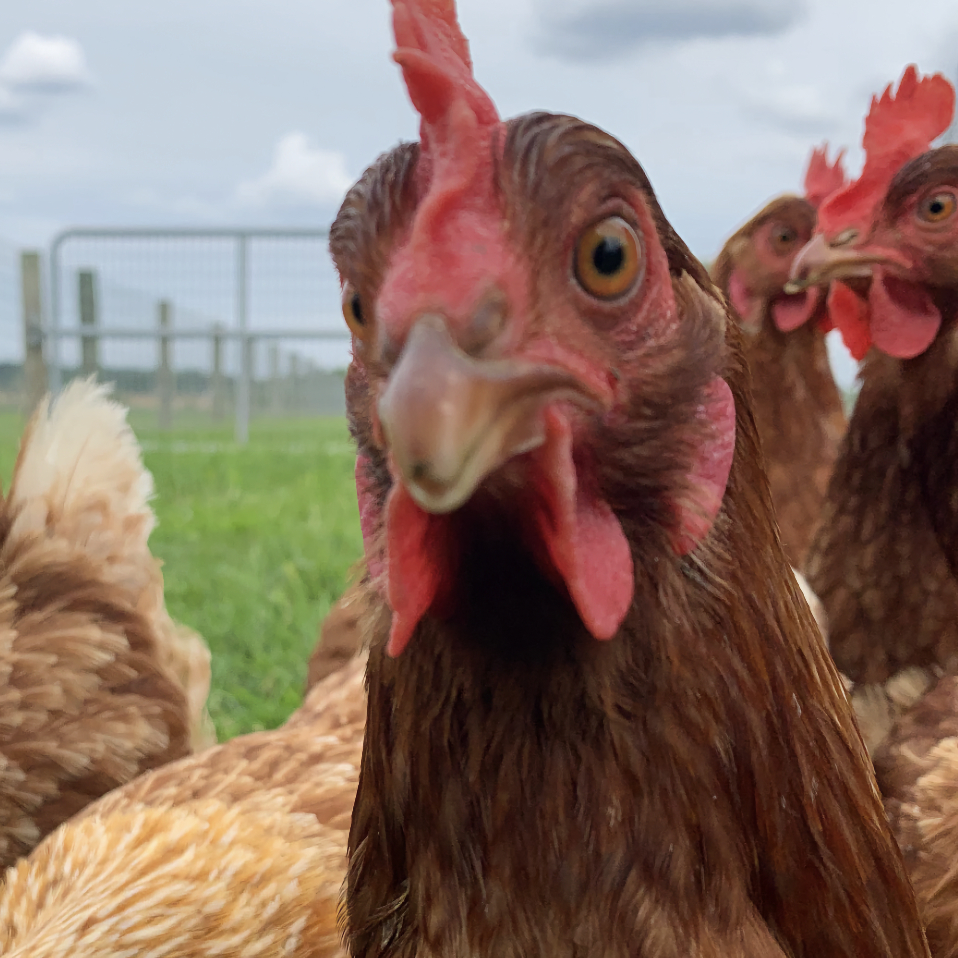 Chatty Chickens at Hoffer Farm
