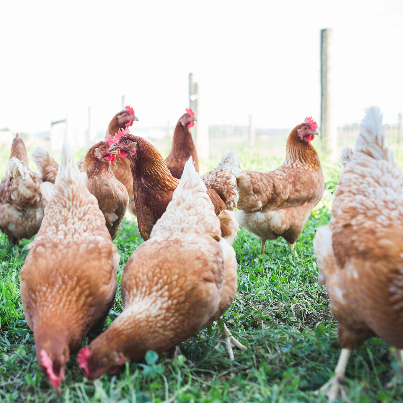 Chatty Chickens at Hoffer Farm