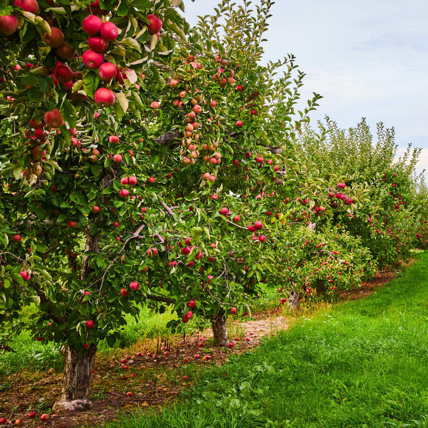 Orchards at Hoffer Farm