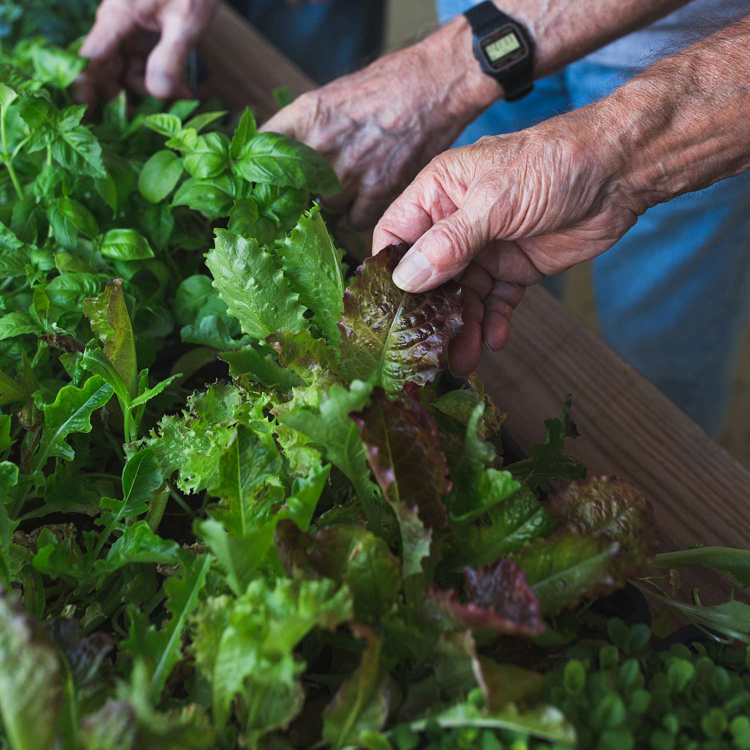 Hydroponics at Hoffer Farm