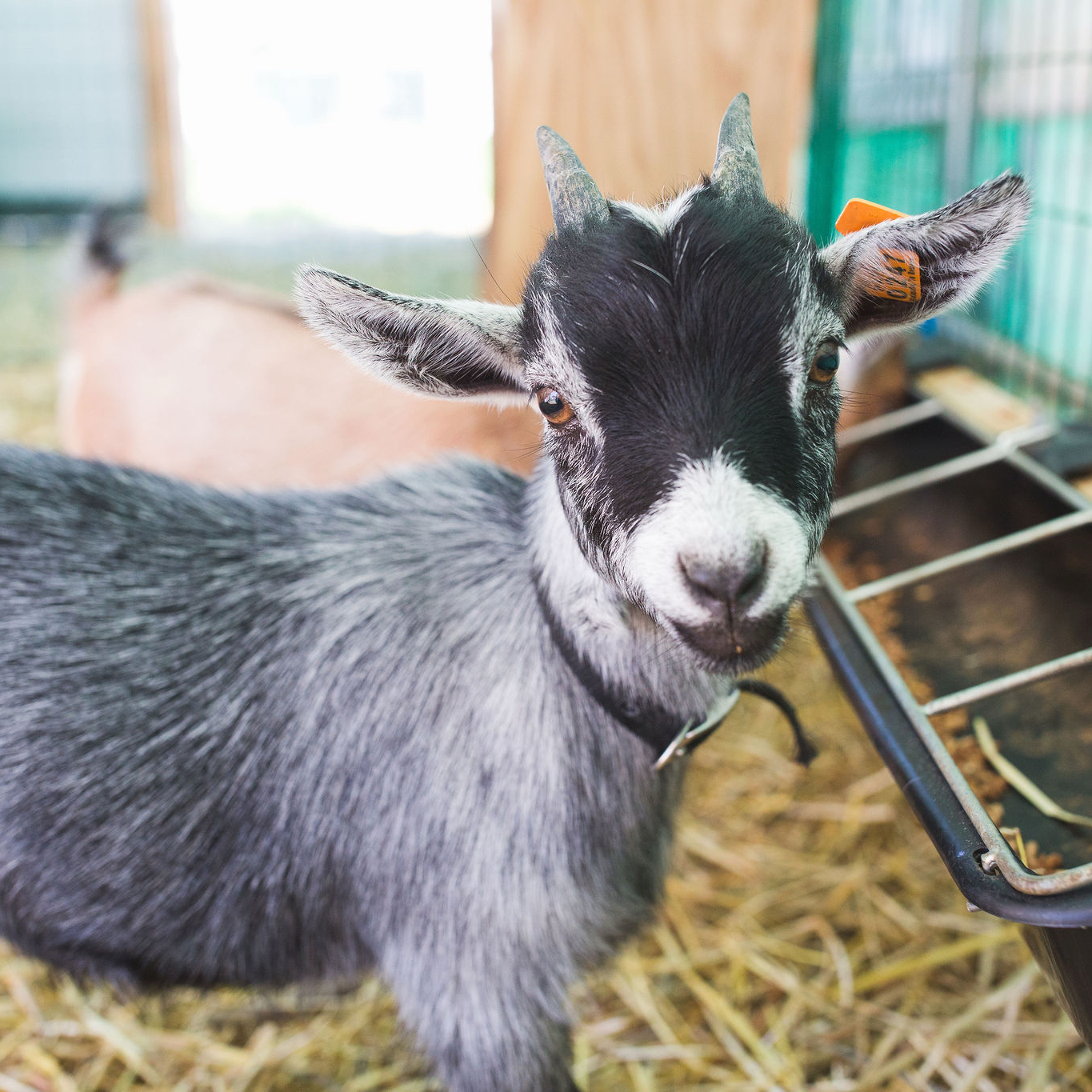 Gregarious Goats at Hoffer Farm