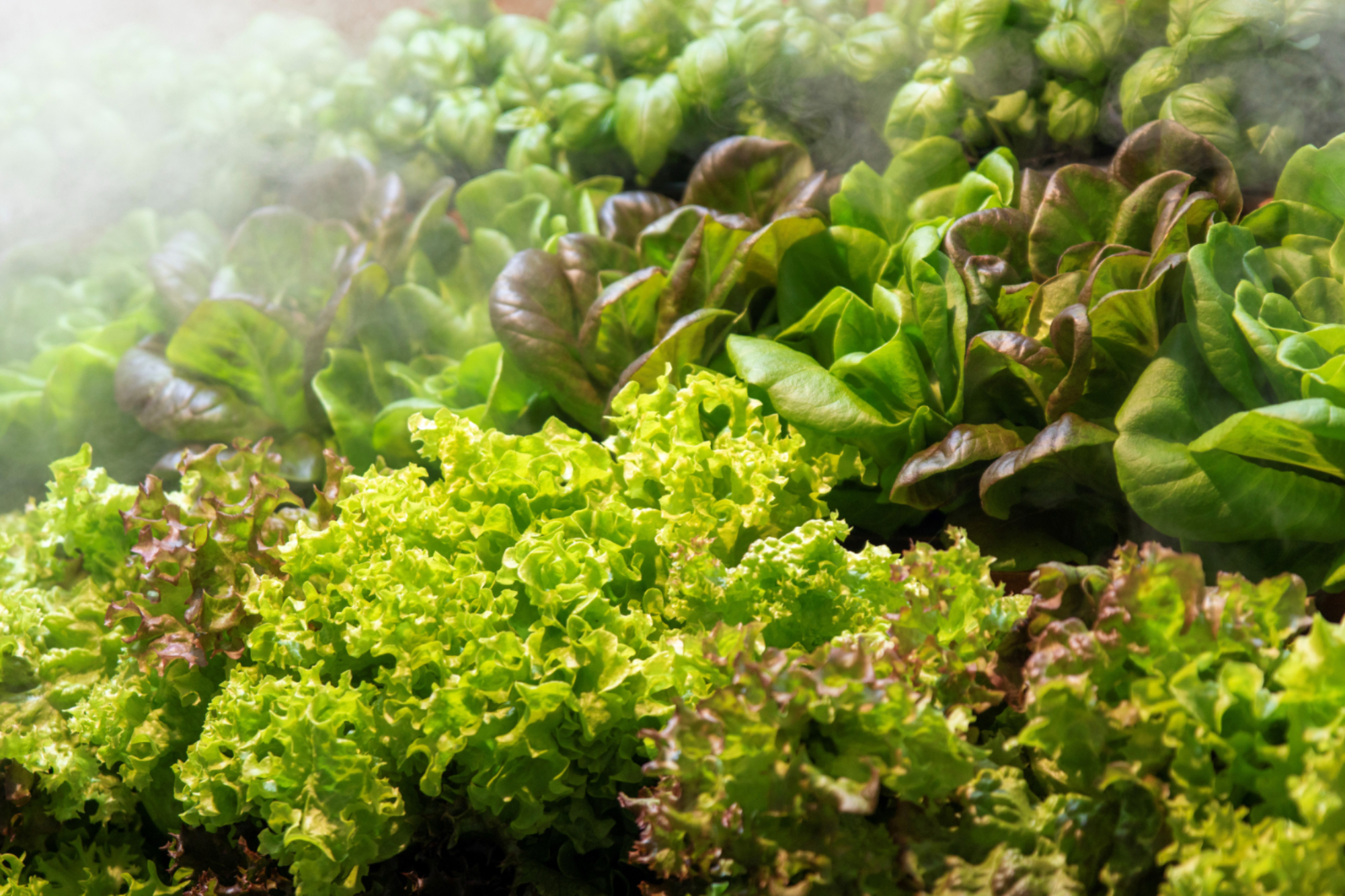 Hydroponics at Hoffer Farm