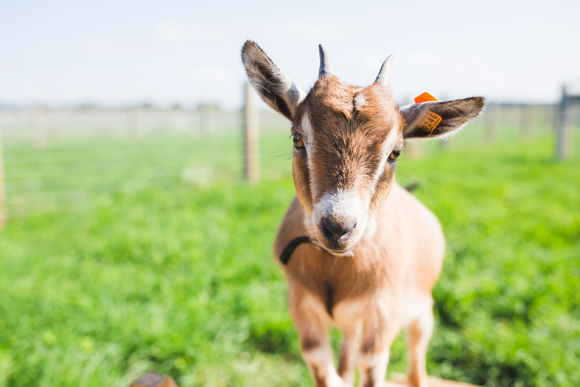 Meet the Animals at Hoffer Farm