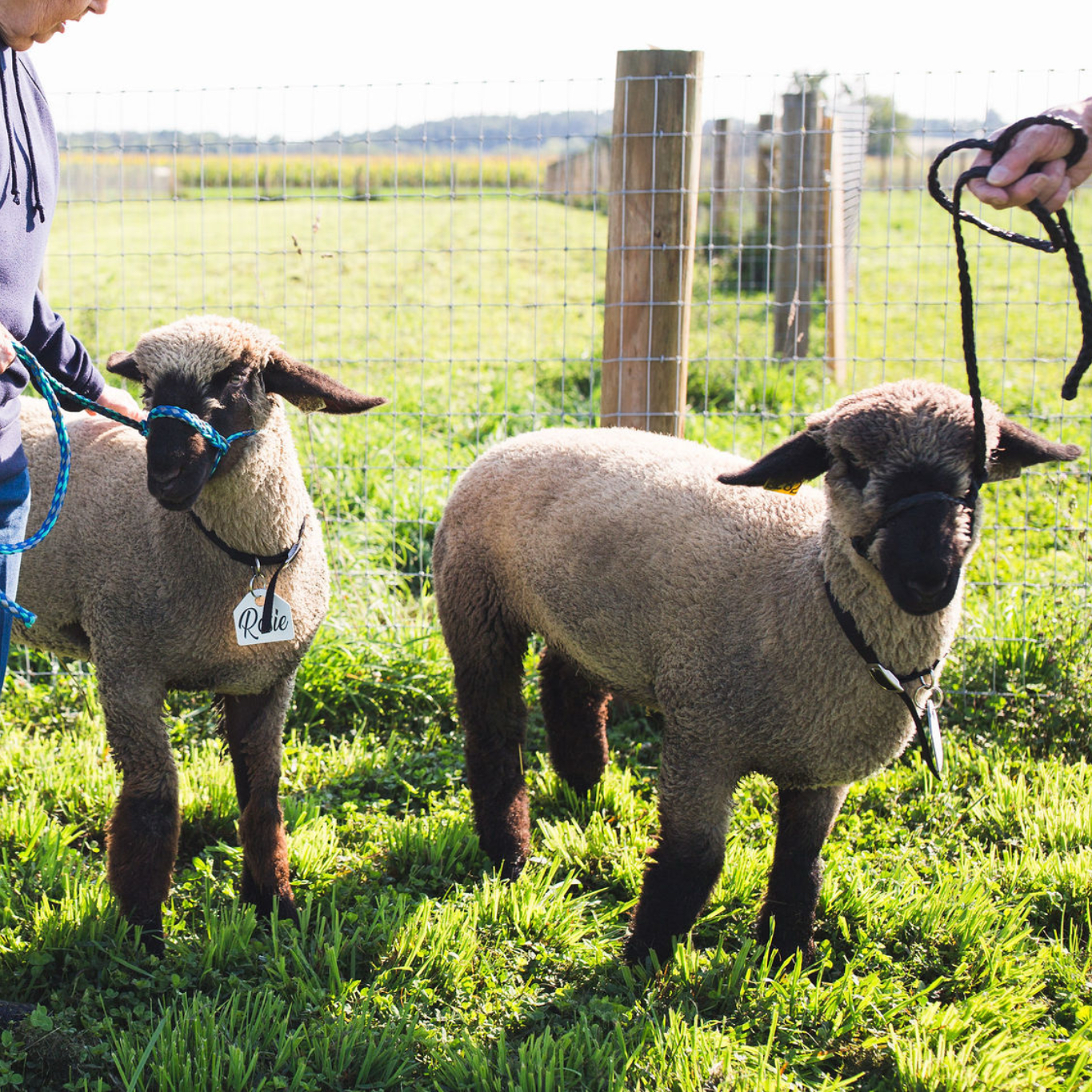 Show-Stopping Sheep at Hoffer Farm