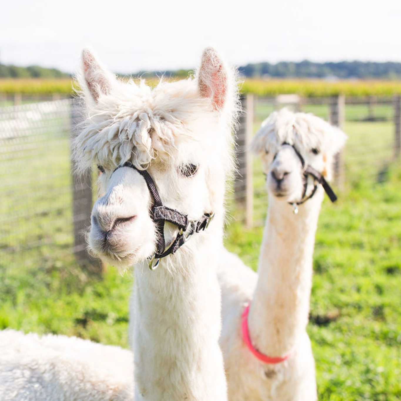 Alpacas at Hoffer Farm