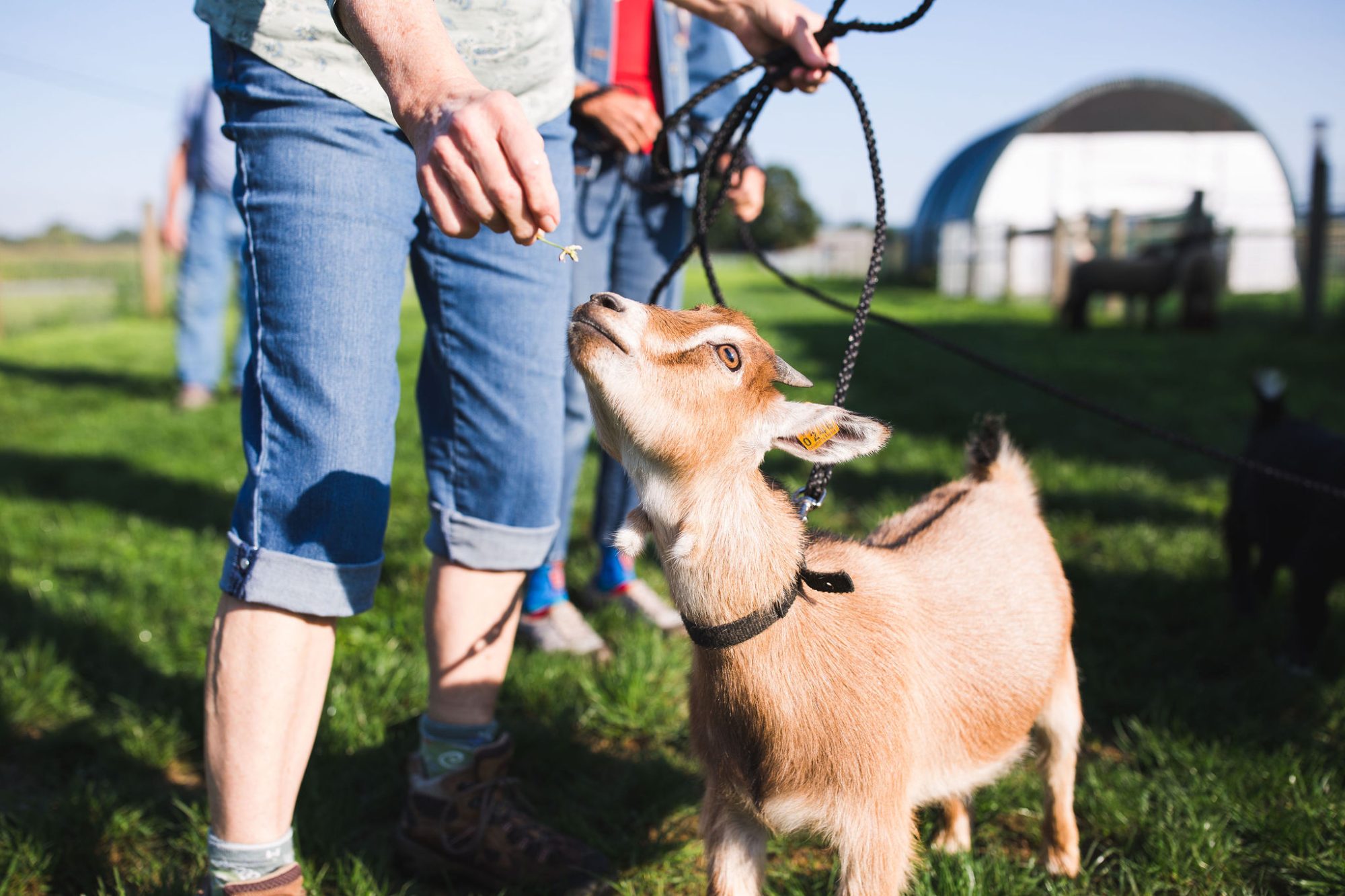 Goats on the working farm at Hoffer Farm